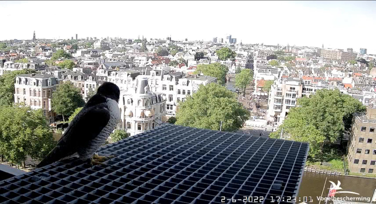 Amsterdam/Rijksmuseum screenshots © Beleef de Lente/Vogelbescherming Nederland - Pagina 15 Video-2022-06-02-172351-Moment-2