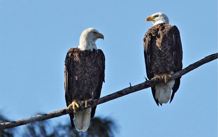 Is a Bald Eagles Asexual or Sexual Reproduction?