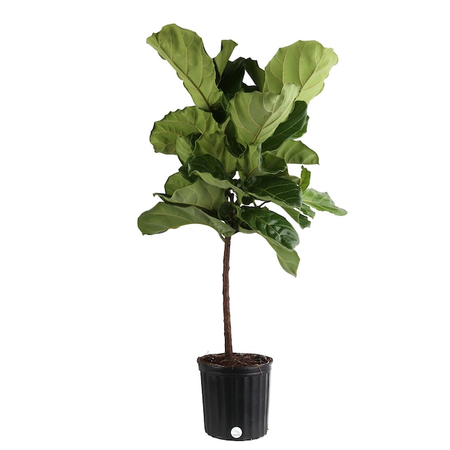 Bring Nature Indoors: Up to 60% Off Lush House Plants at Lowe’s Bring Nature Indoors: Up to 60% Off Lush House Plants at Lowe’s