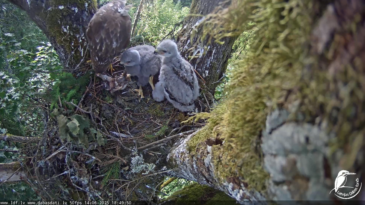 Melnās klijas (Milvus migrans) Kurzemē_ peļu klijāni (Buteo buteo) 15-49-55 screenshot (1)