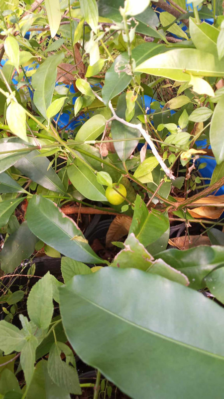 luc's garcinia fruiting in 3gal pot