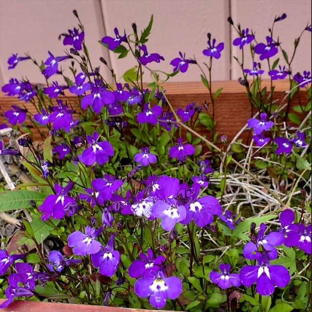 [Image: 20250820-AKSkagway121646.jpg]