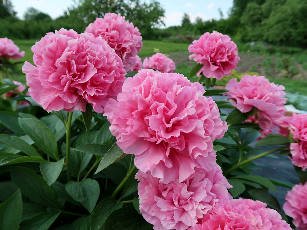 22Пион Carnation Bouquet 2