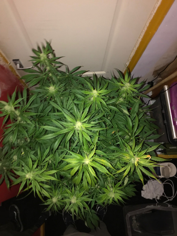 BFCF3772-EEFF-437B-A161-FC4AF943A92C