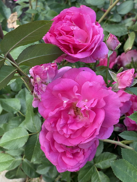 https://i.postimg.cc/W3pRn16s/IMG-5759.jpg