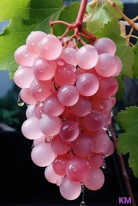 pink-grapes.jpg