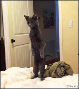 Funny-Cat-GIF-Curious-blue-cat-standing-up-on-bed-Meercat-cattitude-He-senses-danger.gif
