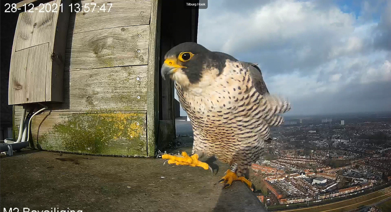 Tilburg/Westpointtoren - Pagina 2 Video-2021-12-28-135947-Moment-4