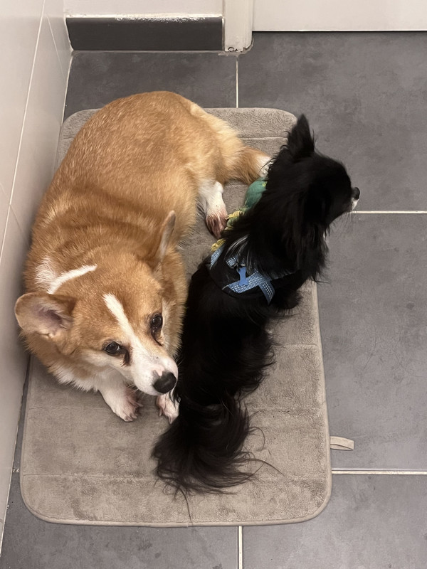 [Image: 7-B73-F311-69-D8-4-D8-E-9-E55-CFE6-C6993-BA4.jpg]