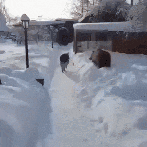 daily-gifdump-3405-22.gif