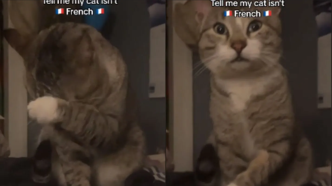 Gato que solo entiende francés se hace viral en TikTok