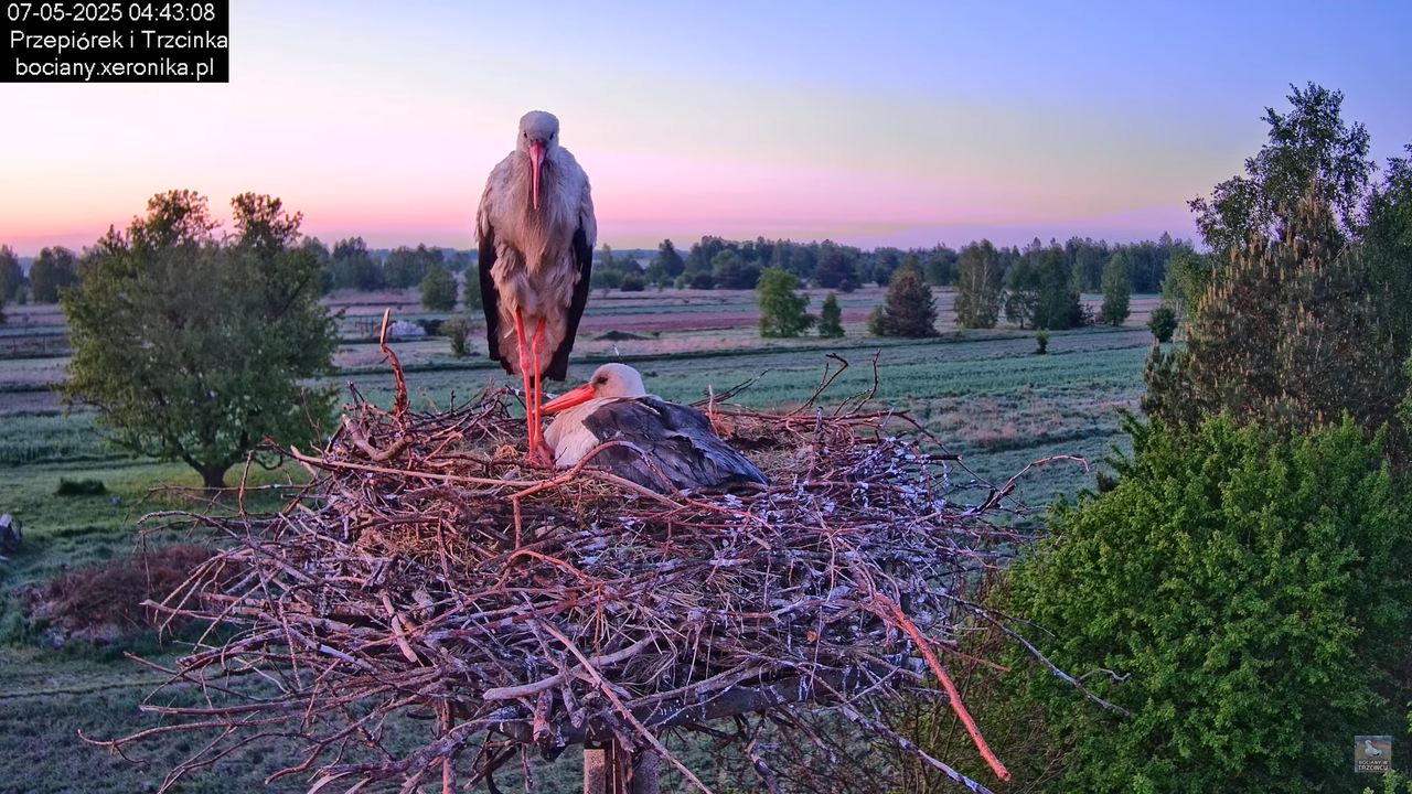 07052025bociany1