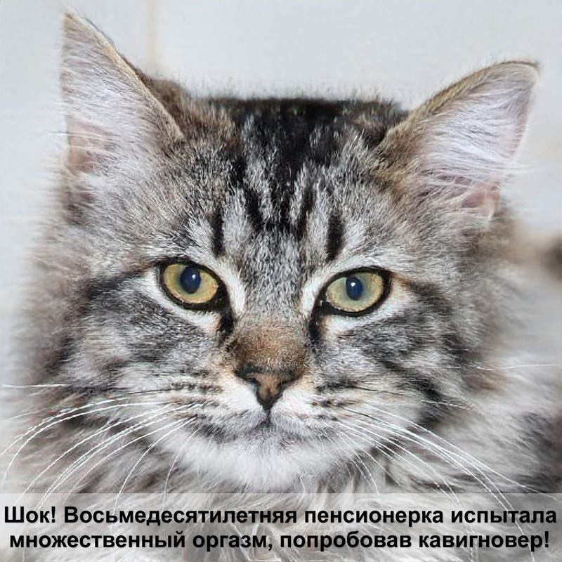 лысеют лапки у кошки