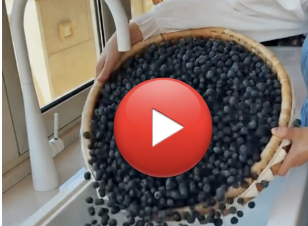 Watch the full report