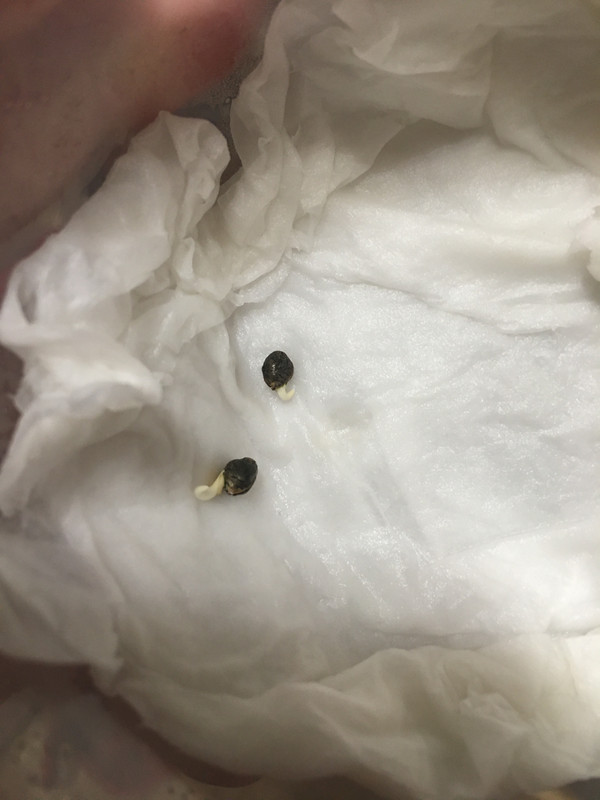 D1D338CB-7F1D-4481-8155-84E722140D85