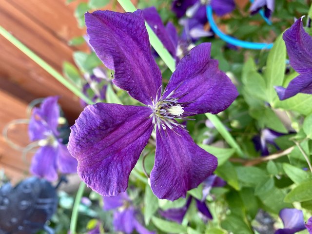 [Image: 98-C4-EE6-A-25-F3-47-EB-8-DC8-98-ADF94-EF416.jpg]