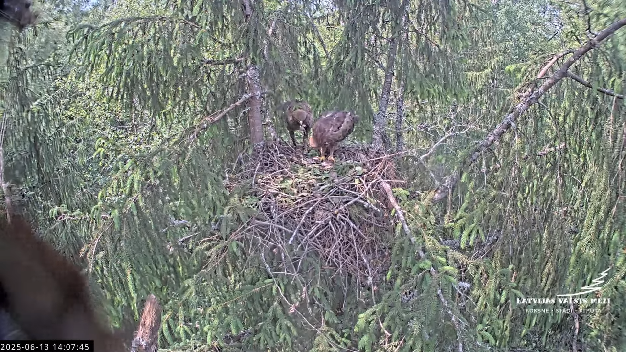LVM mazais ērglis Lisiņa, egle2 – Lesser Spotted Eagle 13-6-50 screenshot (1)