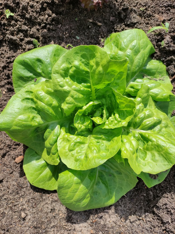 salad1.jpg