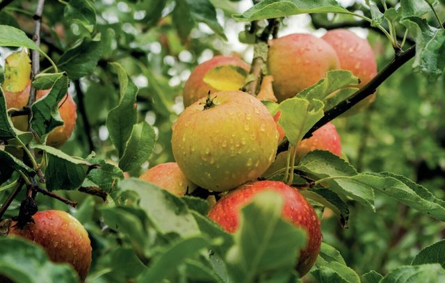 Appels-1140x725.jpg