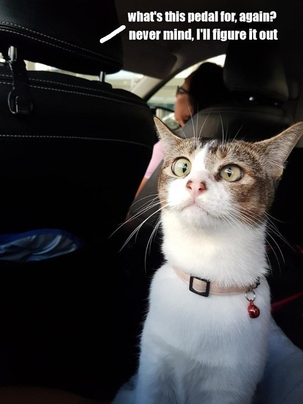 things-you-dont-want-to-hear-when-youre-in-the-backseat