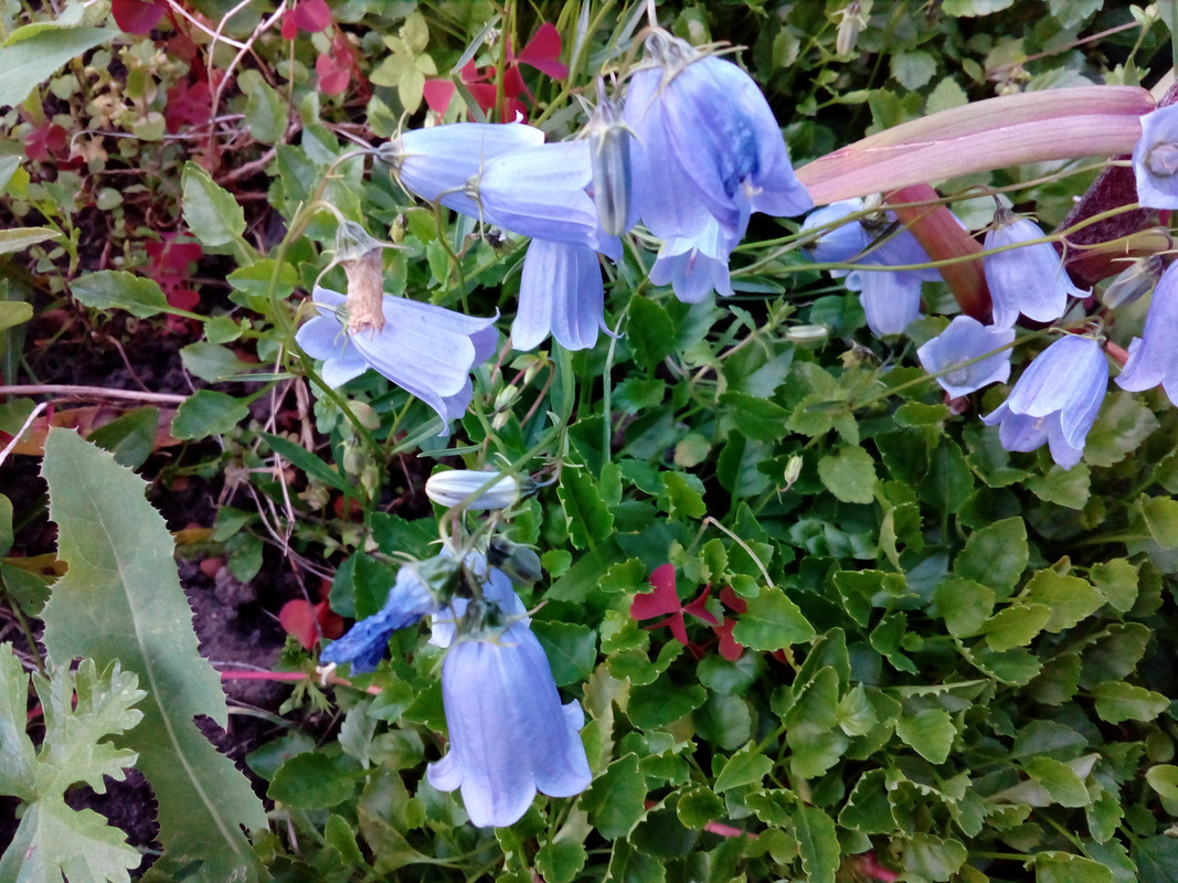 колокольчик гном