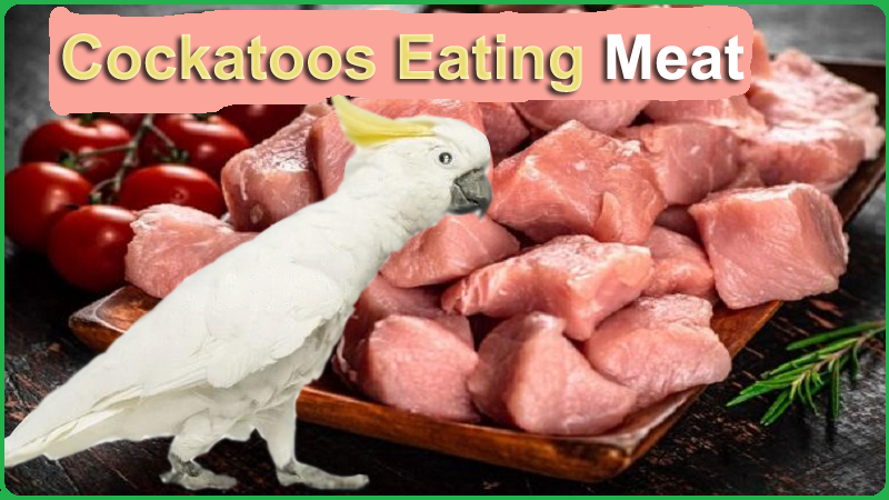 Can Cockatoos Eat Meat