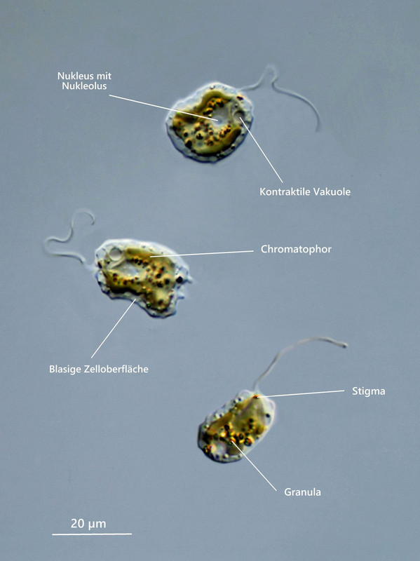 Ochromonas 02 verrucosa (zweite kurze Geißel oval etwas größer) Beschriftung DIK 100 Komp 3