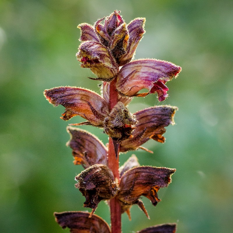 Orobanche gracilis (Slender Bloomrape) - JPB_1842-Edit