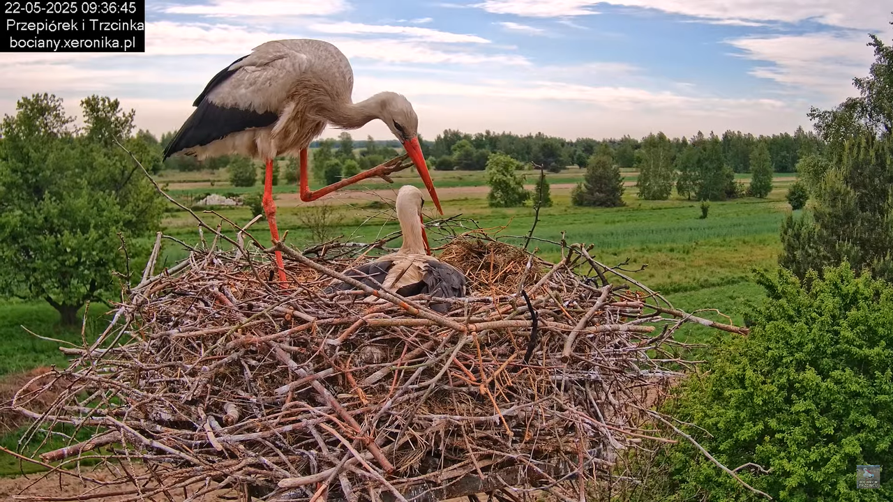22052025bociany9