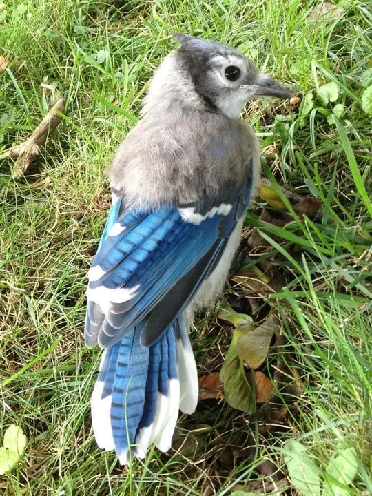 blue-jay