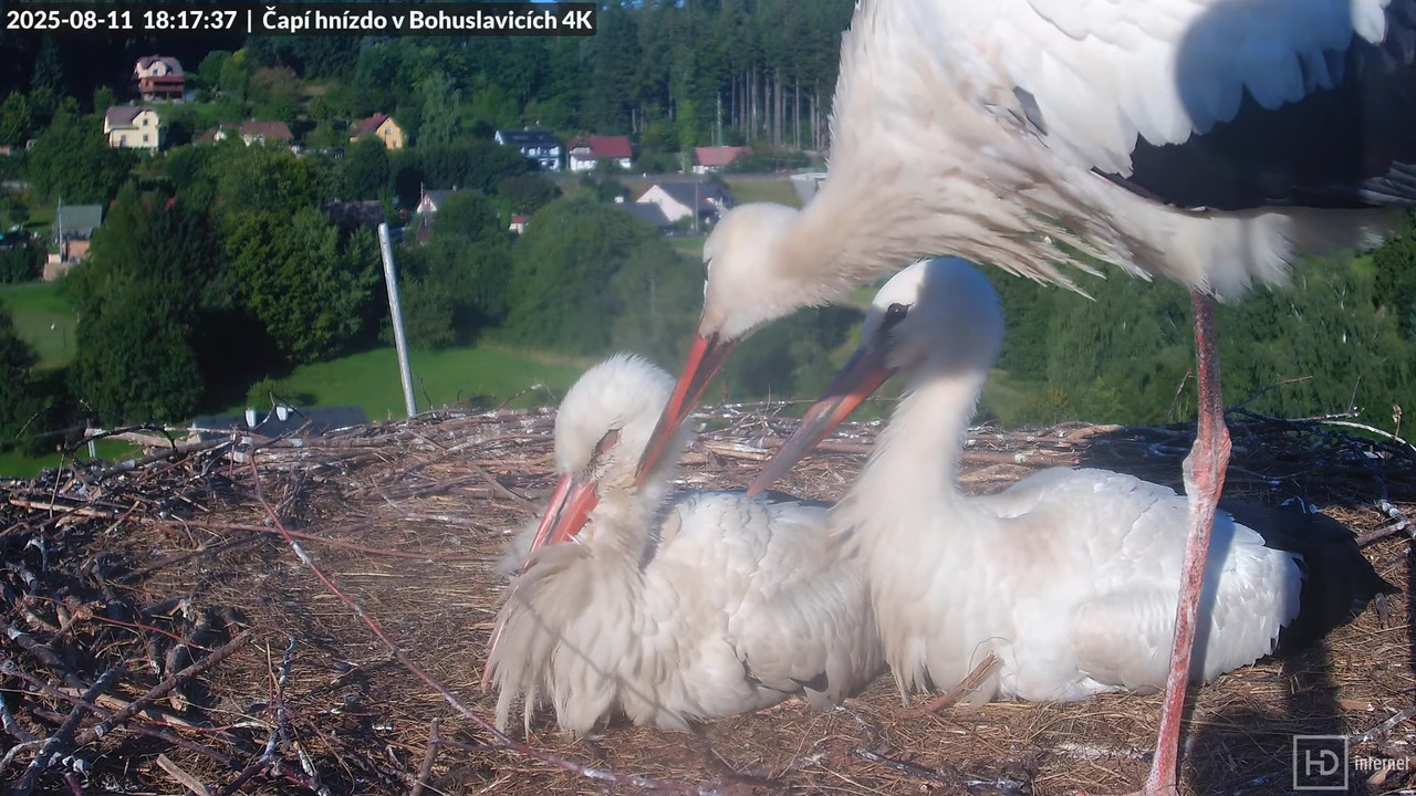 Tiešraide no KARA uzņēmuma stārķu skursteņa Bohuslavicē netālu no Trutnovas 14-3-25 screenshot