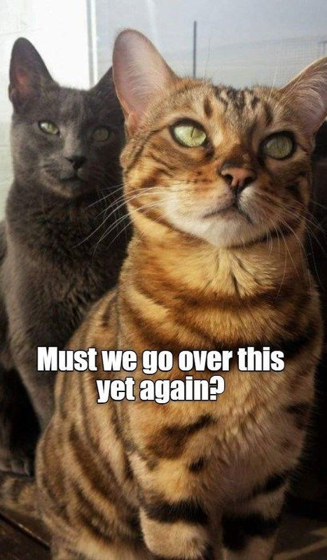 aHR0cHMlM0ElMkYlMkZpLmNoemJnci5jb20lMkZmdWxsJTJGOTUxMzE1NjM1MiUyRmg3QzdBQjM4RSUyRmNhdC1tdXN0LWdvLW92