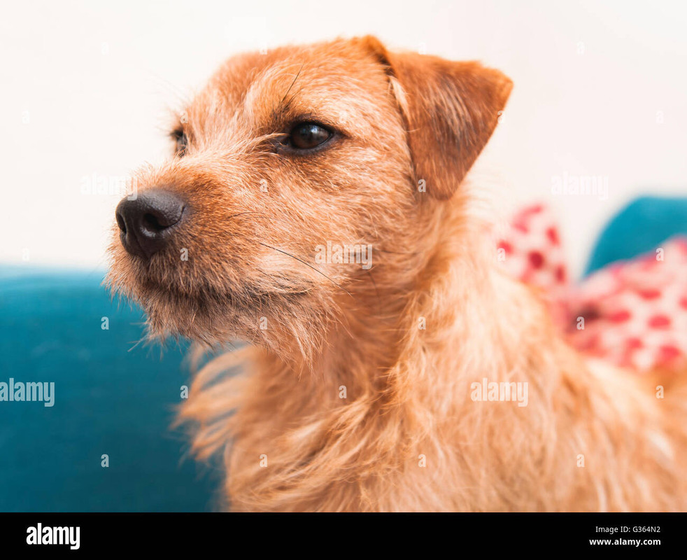 a-portrait-of-a-fell-terrier-puppy-red-sitting-at-home-G364N2