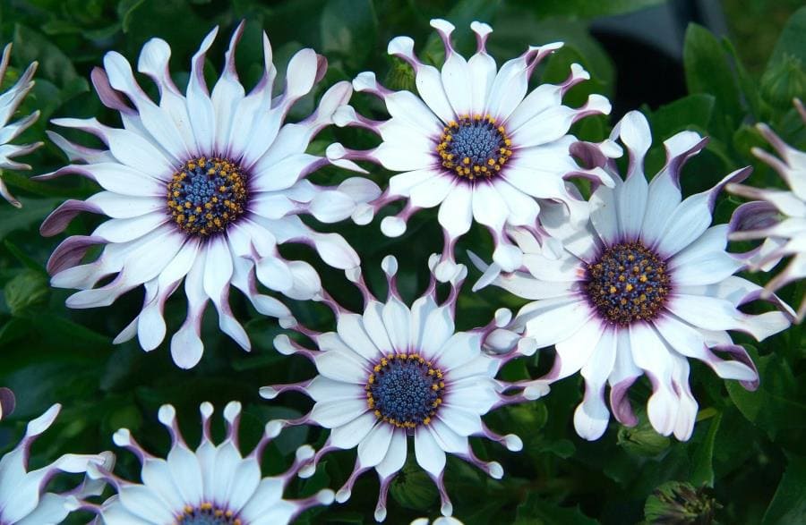 Osteospermum: цветок, танцующий за солнцем и меняющий оттенки за ночь Osteospermum: цветок, танцующий за солнцем и меняющий оттенки за ночь