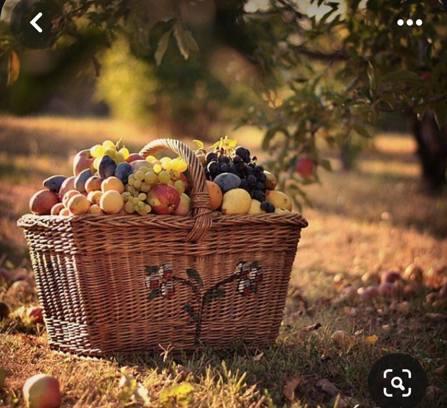 Screenshot_20231119_101543_Pinterest