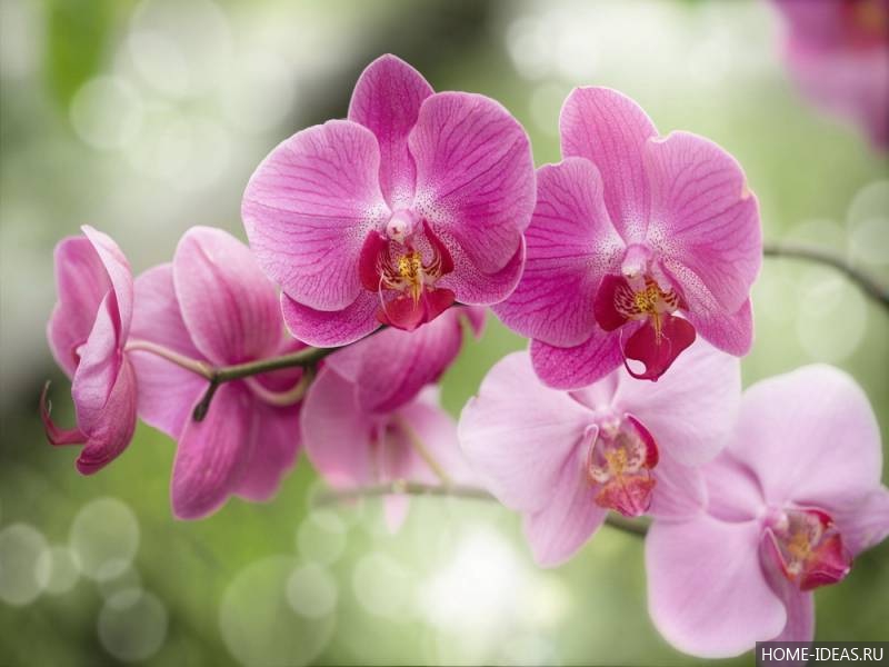 Орхидеи рекомендации по уходу за цветущими растениями.