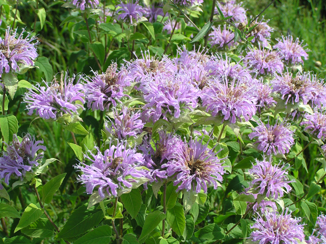 JH 00088 bergamot