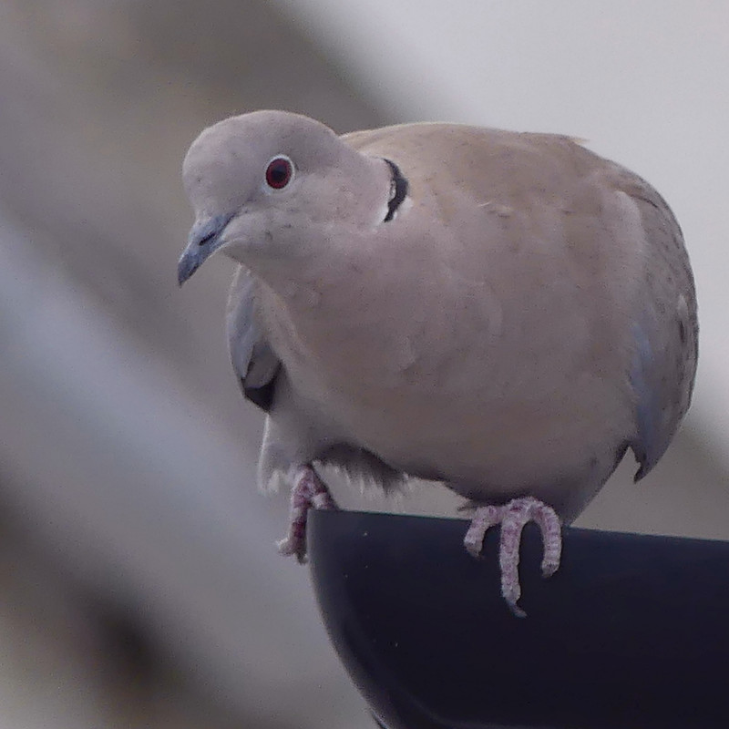 COLLARD DOVE 2