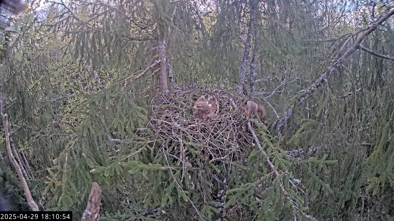 LVM mazais ērglis Lisiņa, egle2 – Lesser Spotted Eagle 13-30-14 screenshot