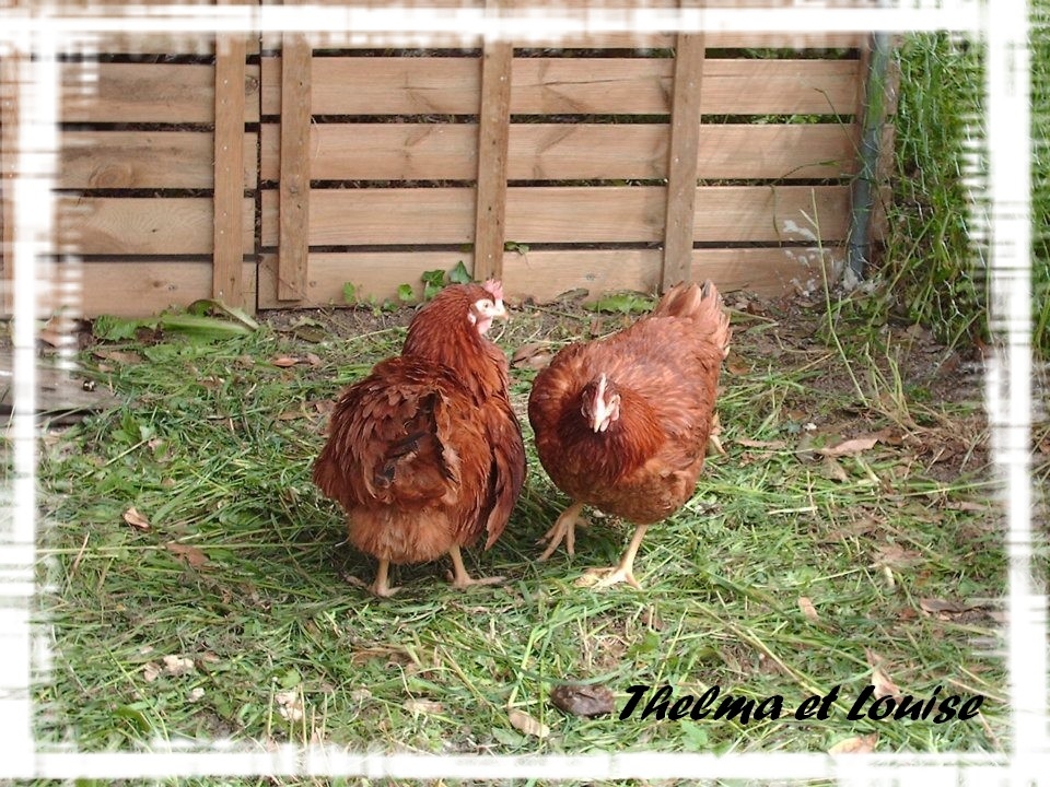 526743_415931345107196_100000710011590_1311842_958307353_n