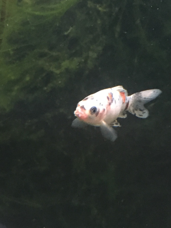 3AE486FC-A58C-4F46-AED8-EFF9479287FC