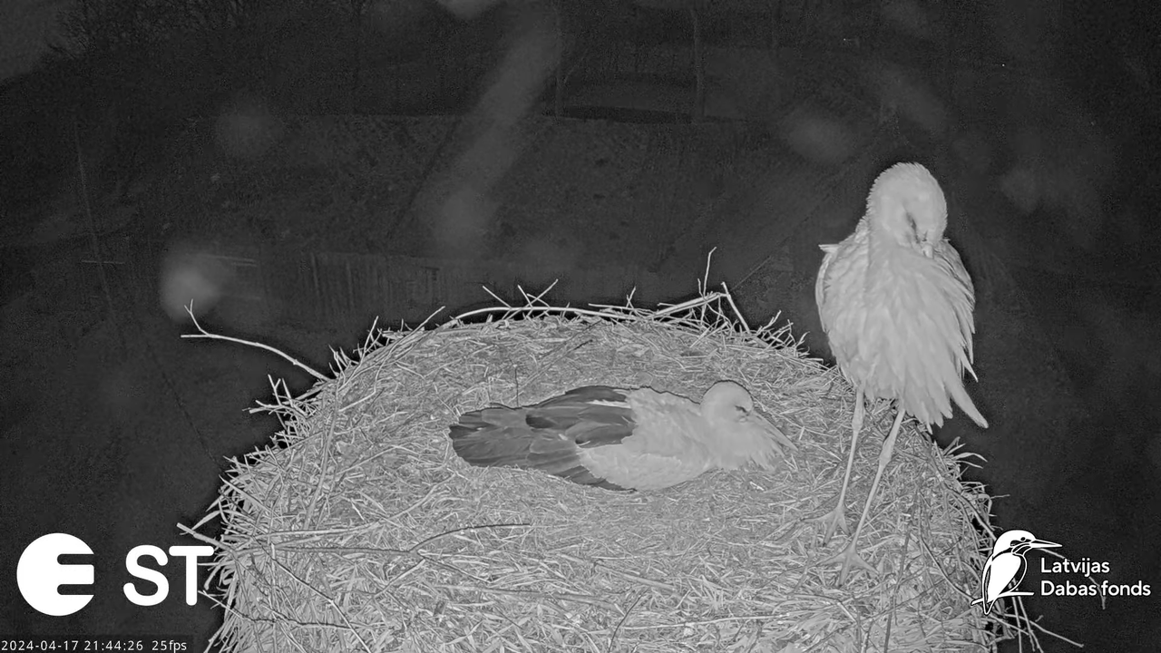 Baltie stārķi (Ciconia ciconia) Tukuma novadā - LDF tiešraide __ White storks in Tukums, Latvia 14-3