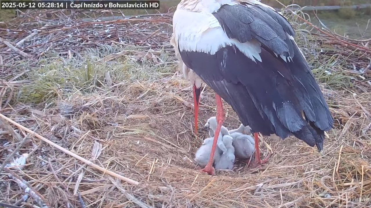 Živě z čapího komína v Bohuslavicích u Trutnova v HD 3-35-36 screenshot