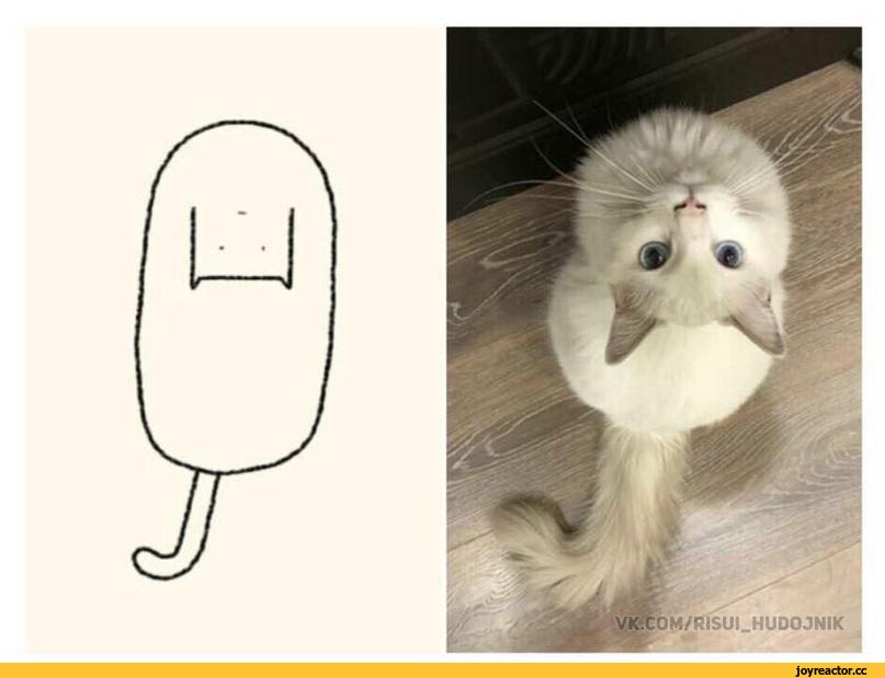 котэ живность исскуство 4715357