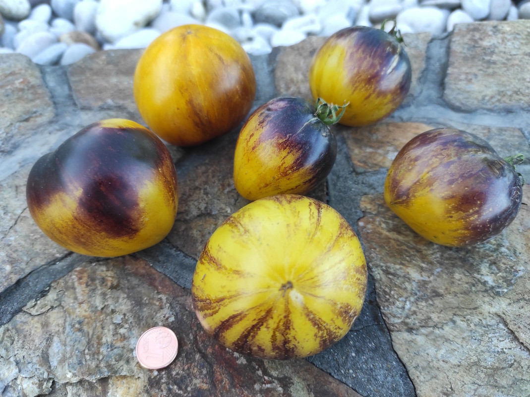 524603000_24174210738864631_2284715460371075186_n