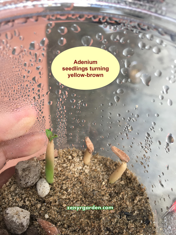 overheated-baby-adenium.jpg