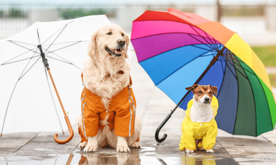 Rainy Day Dog Walking