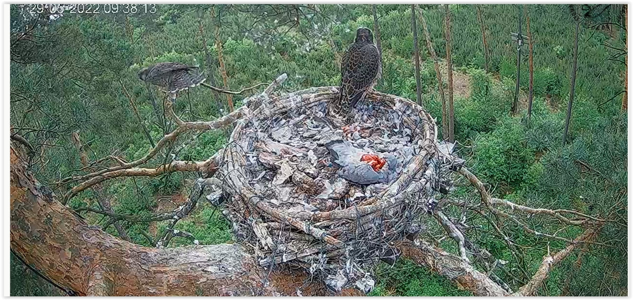 Screen Shot 05-29-22 at 09.38 AM 002