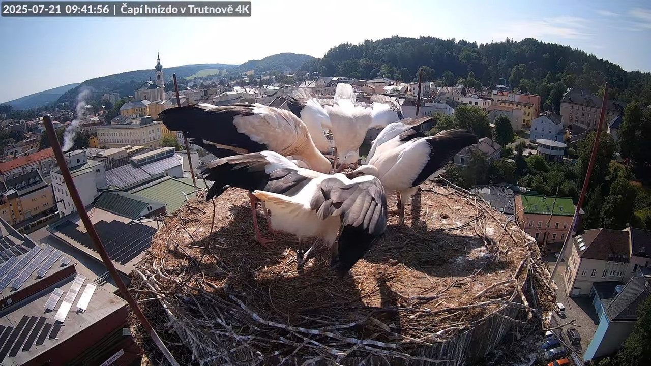 Tiešraide no stārķa ligzdas uz alus darītavas skursteņa Trutnovā 12-36-38 screenshot