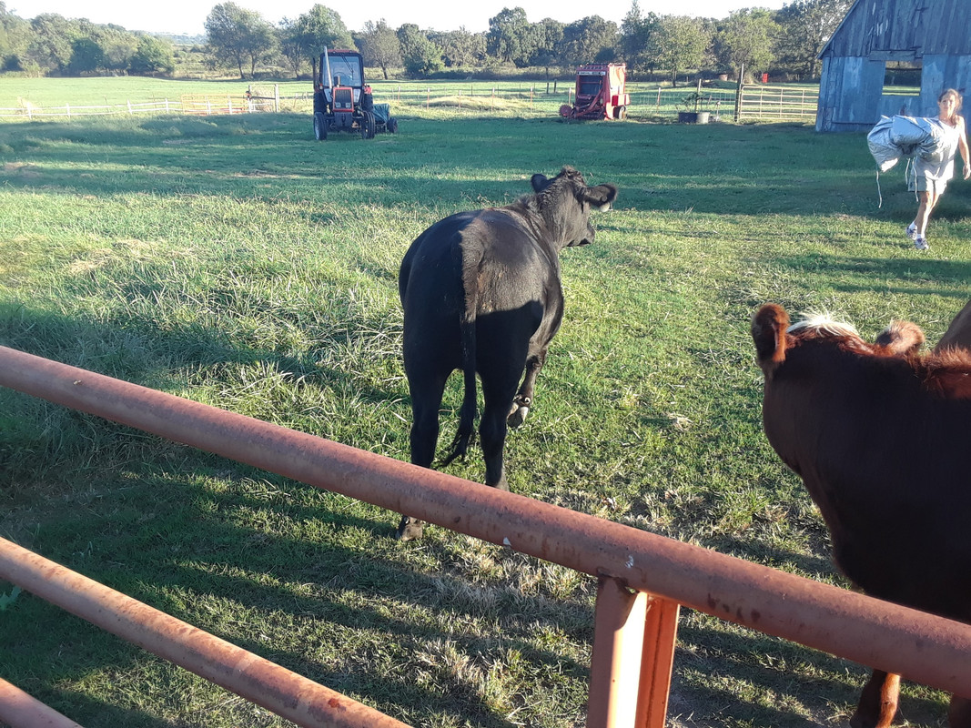 heifer yearling 3
